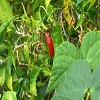Plants: image 67 0f 70 thumb